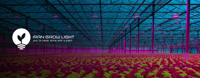 طراحی وب سایت شرکت ایران گرولایت