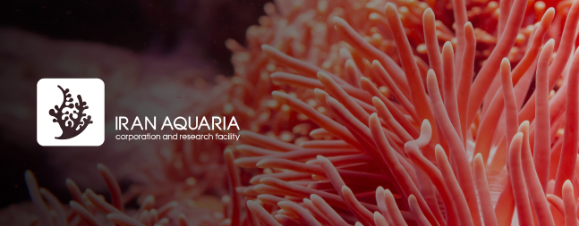 طراحی وب سایت ایران آکواریا